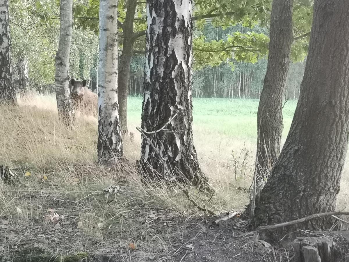 Agroturystyka Plener Miedzichowo Esterno foto