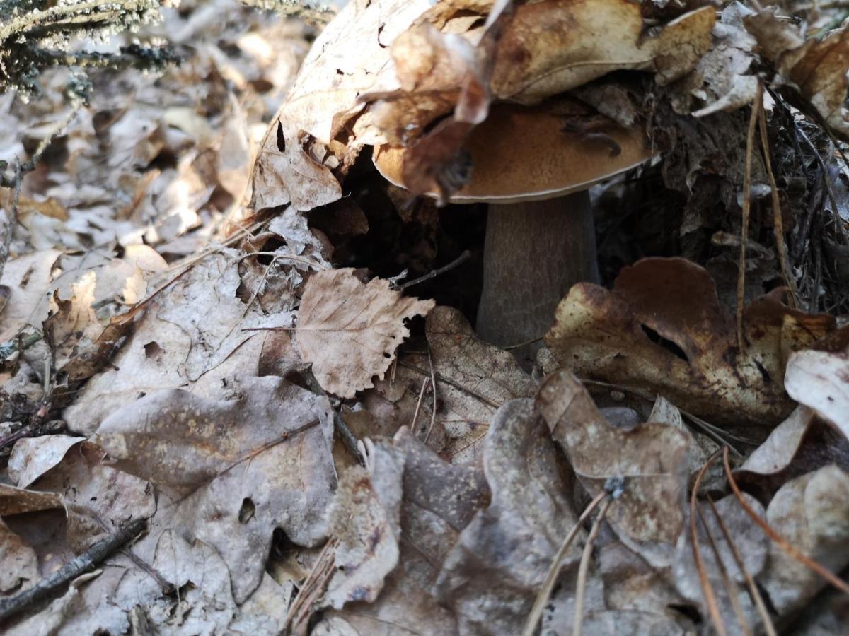 Agroturystyka Plener Miedzichowo Esterno foto