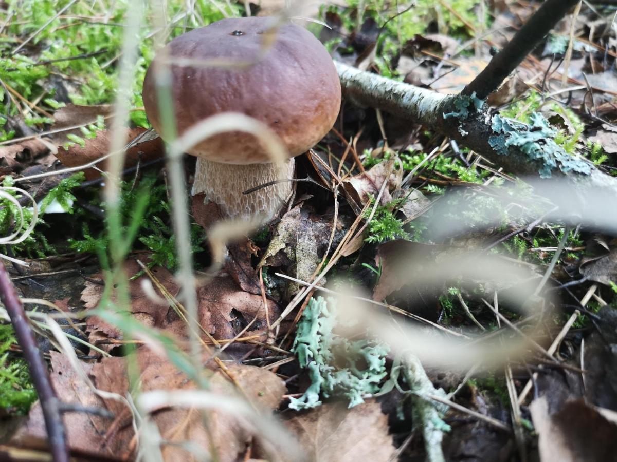 Agroturystyka Plener Miedzichowo Esterno foto